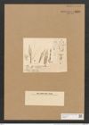 Schizonema ramosissimum var. div. Ag. (de-Toni-Nr.: Genus 20, Species 1187) Zeichnungen Sammlung Grunow Nr. 2290 (NHMW-BOT-W0369411)